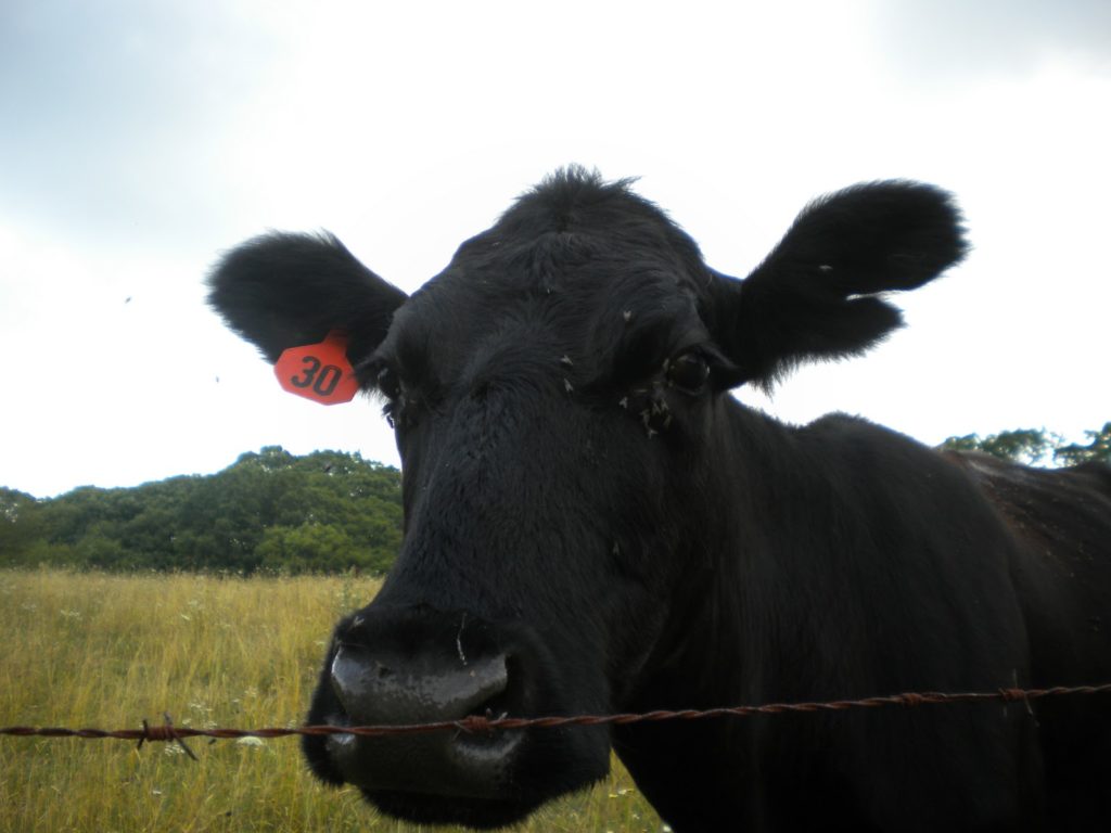 image of black cow in field
