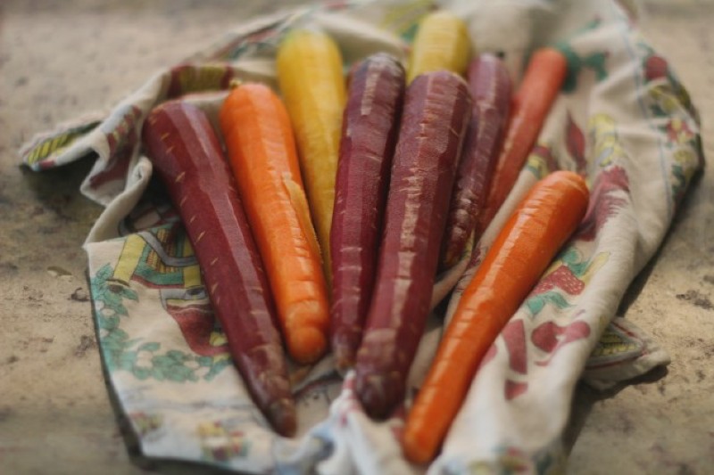image of multi colored carrots on a towel