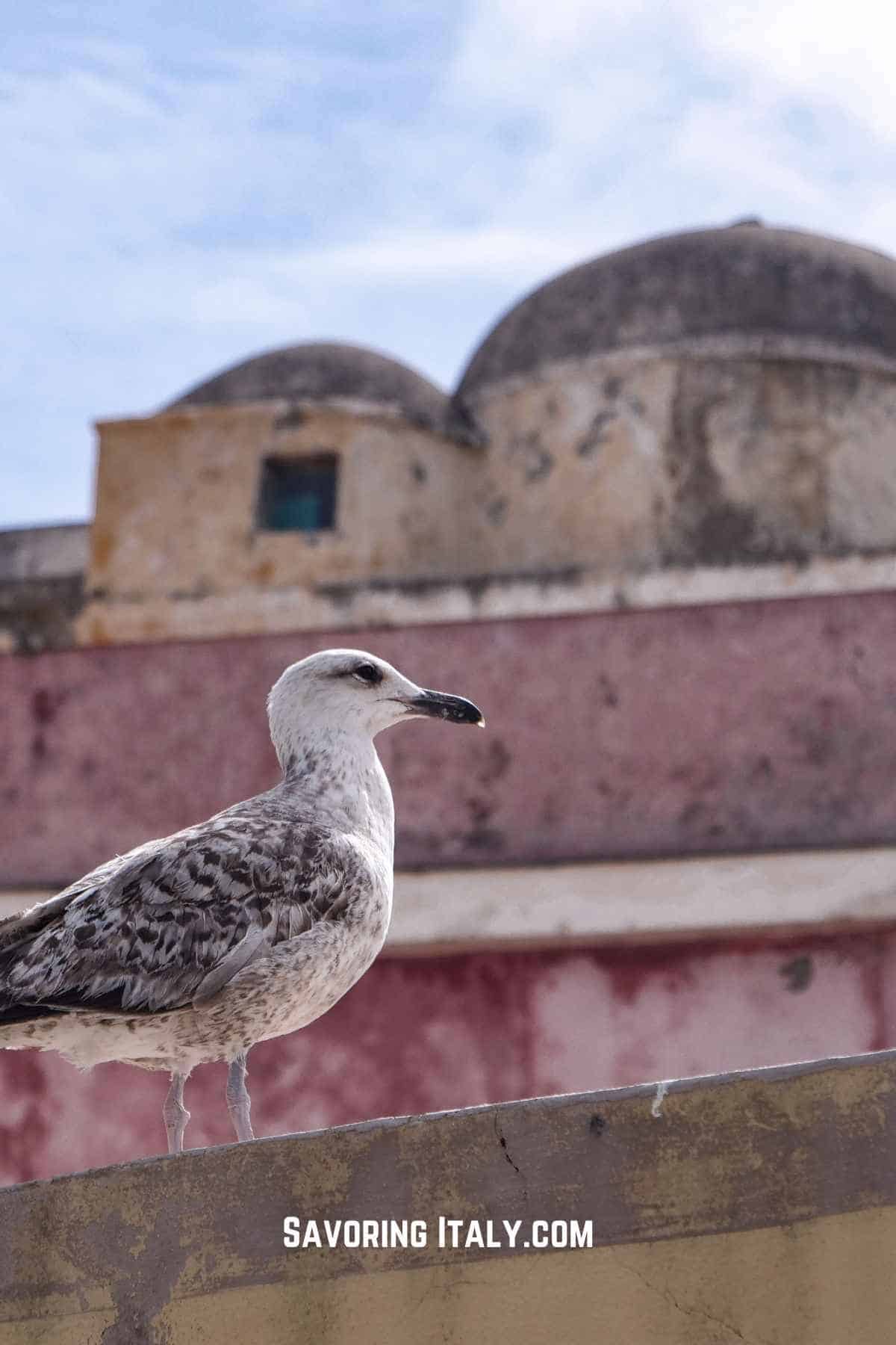 Ventotene Italy's hidden Island.