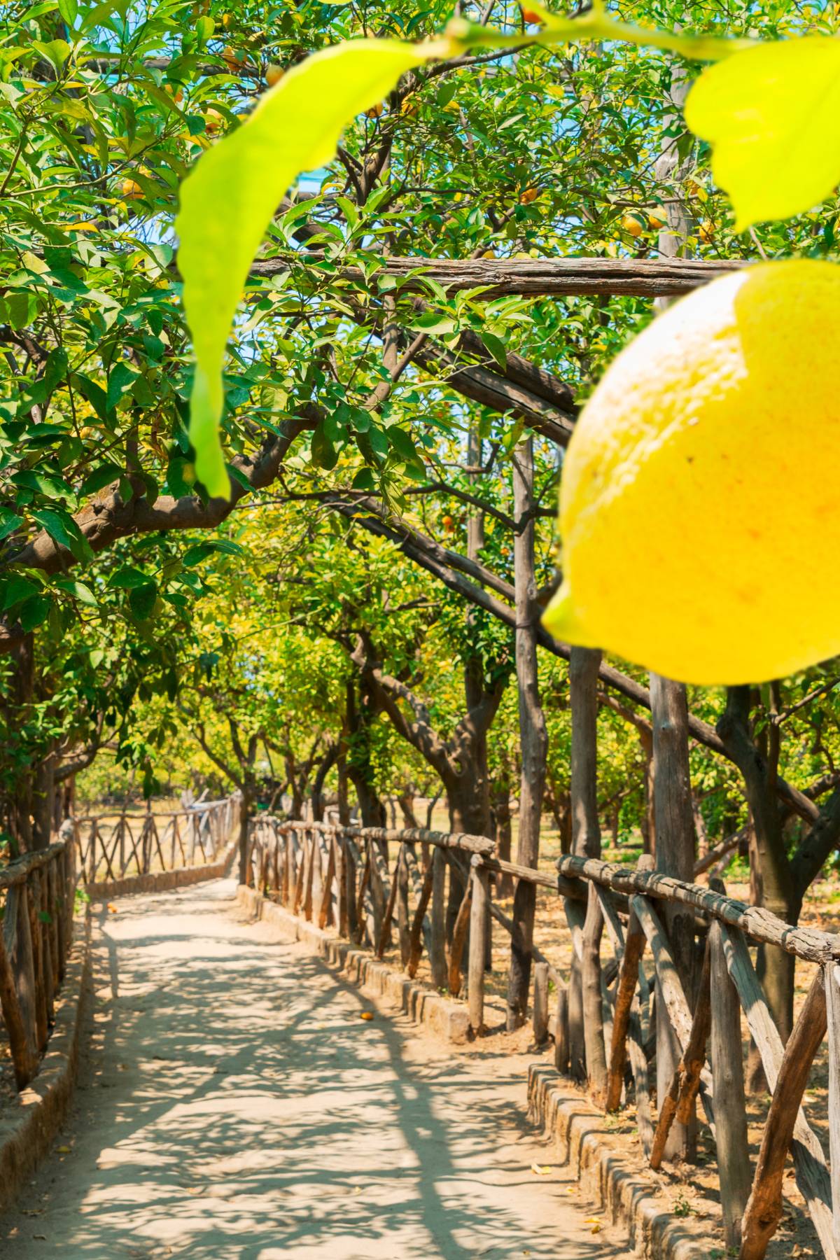 Lemon trees growing in a grove near Sorrento, Italy