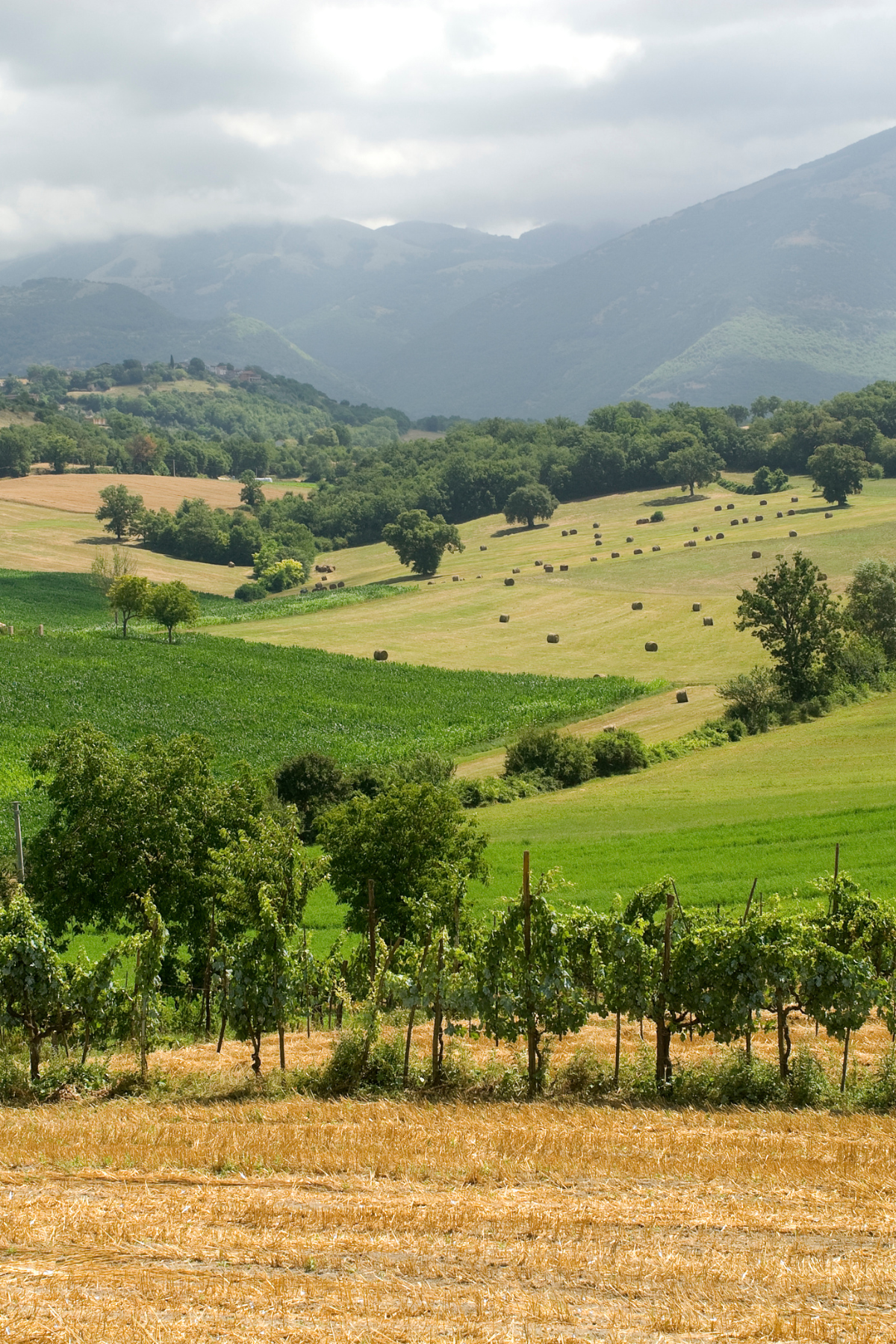 A picturesque scene of vineyards stretching between Rieti and Terni, Italy, showcases rows of lush grapevines flourishing under the warm Italian sun. The verdant landscape is dotted with charming farmhouses and rolling hills, creating a serene and idyllic setting. This region between Rieti and Terni, Italy, is renowned for its rich winemaking tradition and scenic beauty, making it a must-visit destination for wine enthusiasts and travelers seeking the authentic charm of the Italian countryside.
