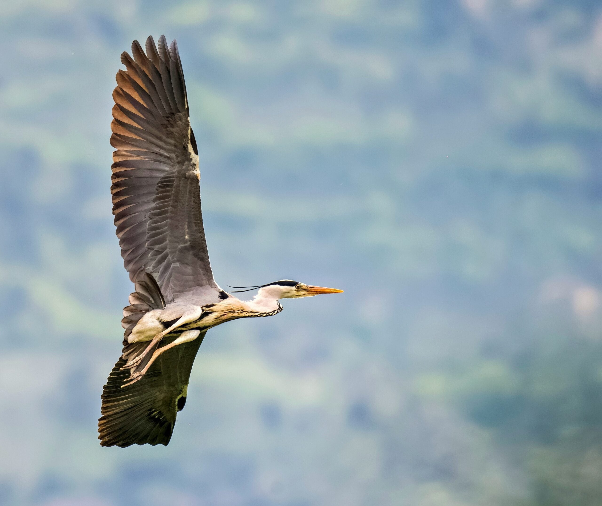 A graceful heron (Airone cenerino) soaring through the air above the Riserva Naturale Regionale in Pescara, Italy. The bird's wide wings are outstretched as it glides effortlessly over the lush, protected landscape below. The natural reserve, with its dense greenery and serene water bodies, provides a tranquil backdrop for this majestic bird in flight. The heron's sleek grey feathers contrast with the vivid colors of the surrounding environment, highlighting the harmony between wildlife and nature in this pristine Italian reserve. The scene captures a moment of serene beauty, showcasing the biodiversity and tranquility of Pescara's natural habitats.