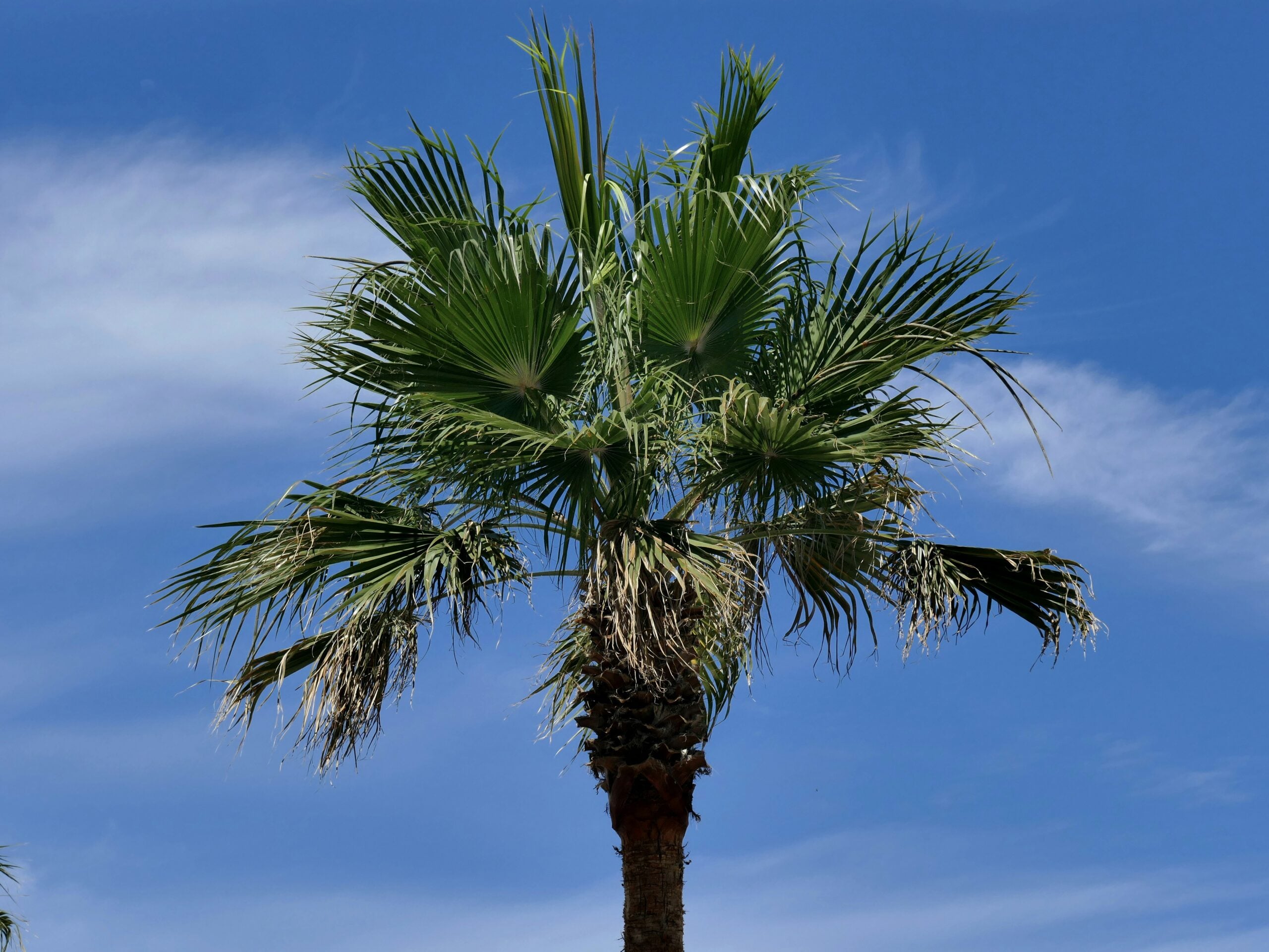 A tall, graceful palm tree set against a clear, vibrant blue sky in Pescara, Italy. The lush green fronds of the palm tree sway gently in the breeze, contrasting beautifully with the bright, cloudless sky. This image captures the essence of Pescara's coastal charm, where Mediterranean vegetation thrives under the warm Italian sun. The simplicity of the scene highlights the natural beauty of Pescara, evoking a sense of relaxation and tranquility typical of this seaside destination.