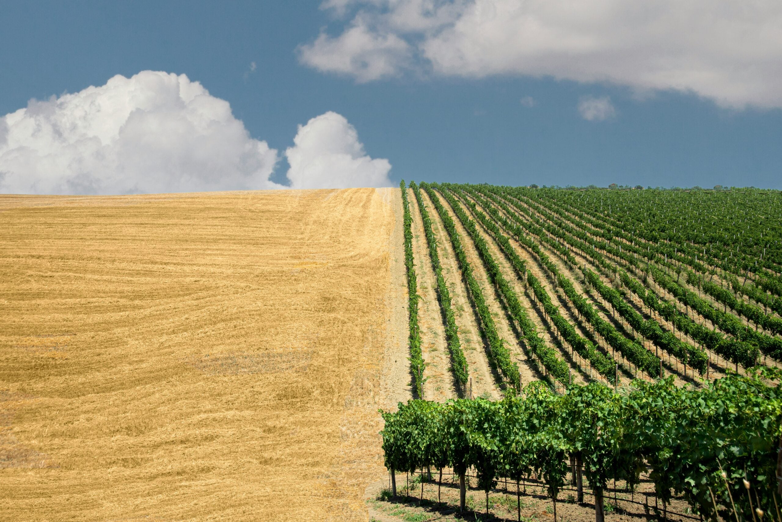 A scenic farm in Pescara, Italy, showcasing a unique landscape with one half of the field appearing half-empty, featuring tilled soil ready for planting, while the other half is filled with rows of thriving grapevines. The contrast between the barren and cultivated land highlights the agricultural diversity of the region. The lush green grapevines, basking in the Italian sun, suggest a rich viticultural tradition, making this farm a beautiful representation of Pescara, Italy's agricultural heritage. The setting captures the essence of rural life and the promise of a fruitful harvest.
