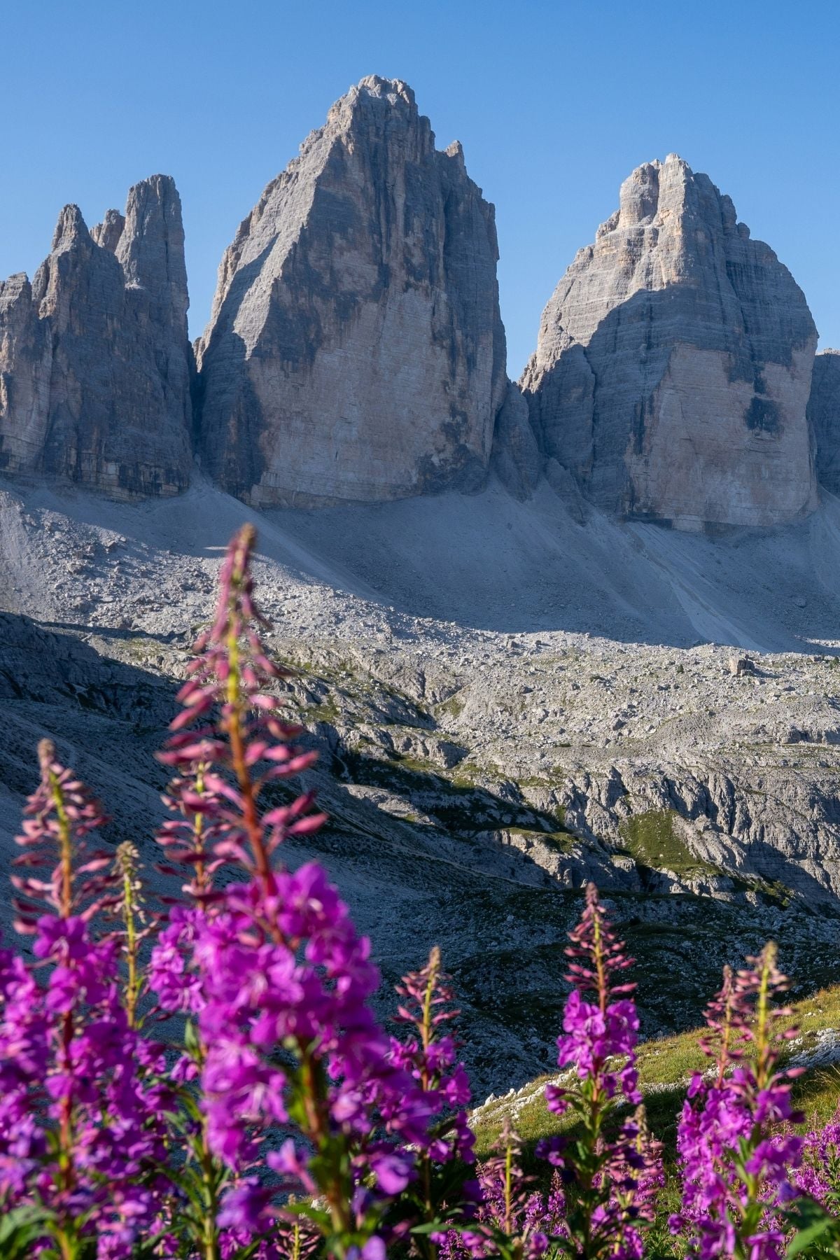 Majestic rocky mountain peaks under a clear blue sky with vibrant purple wildflowers in the foreground.