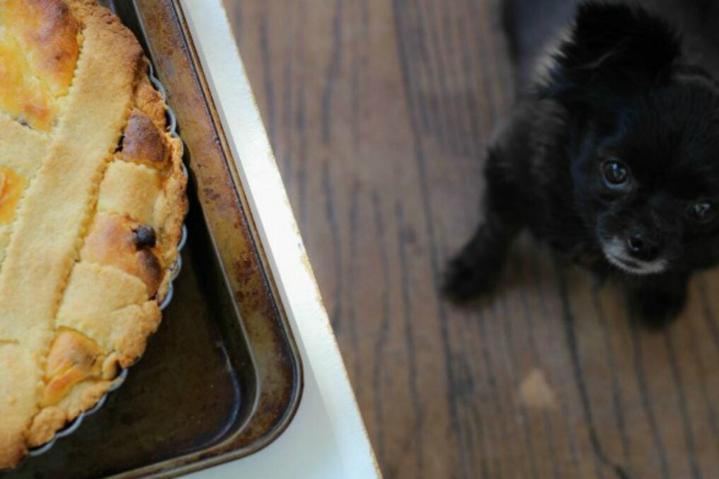 sicilian ricotta pie on baking tray next to small black dog